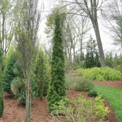 Sting™ Arborvitae -GREAT GARDEN PLANTS ThujaStingDSC08025 800x800 53ffe22
