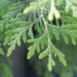 Full Speed A Hedge® 'American Pillar' Arborvitae -GREAT GARDEN PLANTS Thuja American Pillar 10 P sw