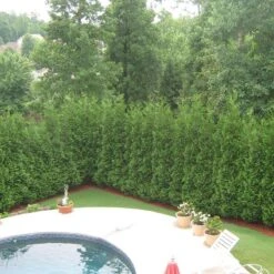 Full Speed A Hedge® 'American Pillar' Arborvitae -GREAT GARDEN PLANTS Thuja American Pillar 3 sw
