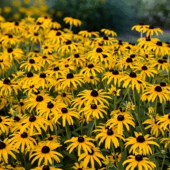'Treasure Trove' Black-Eyed Susan (Rudbeckia) -GREAT GARDEN PLANTS TreasureTroveRudbeckia 3