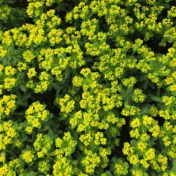 'Urge To Splurge' Spurge (Euphorbia) -GREAT GARDEN PLANTS UrgeToSplurgeSpurgePlants 3