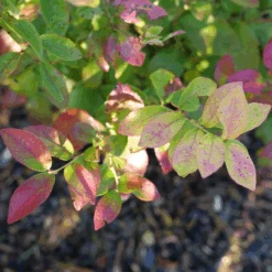 Sky Dew™ Gold Vaccinium -GREAT GARDEN PLANTS VacciniumSkyDewGoldP1106254 800x800 75523be
