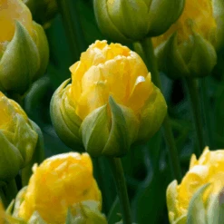 'Vanilla Coup' Double Peony Tulip
