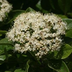 Brandywine™ Witherod Viburnum -GREAT GARDEN PLANTS Viburnum Brandywine 4 P sw