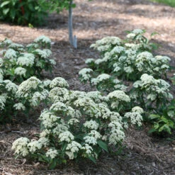 Lil Ditty® Dwarf Viburnum -GREAT GARDEN PLANTS Viburnum Lil Ditty 3 P