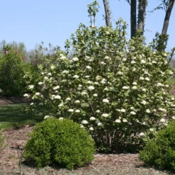 Red Balloon® Lantanaphyllum Viburnum -GREAT GARDEN PLANTS Viburnum Red Balloon 2