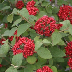 Red Balloon® Lantanaphyllum Viburnum