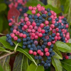 Brandywine™ Witherod Viburnum -GREAT GARDEN PLANTS ViburnumBrandywineIMG 0212 800x800 ff3c145
