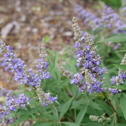 Rock Steady™ Chastetree -GREAT GARDEN PLANTS Vitex Rock Steady P1238280