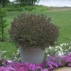 Very Fine Wine™ Weigela -GREAT GARDEN PLANTS Weigela Fine Wine 3