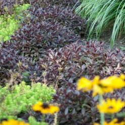 Midnight Wine Shine™ Weigela -GREAT GARDEN PLANTS Weigela Midnight Wine 3 P