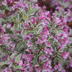 My Monet Purple Effect® Weigela -GREAT GARDEN PLANTS Weigela My Monet Purple Effect 3 P