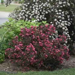 Wine & Roses Weigela -GREAT GARDEN PLANTS Weigela Wine Roses 1