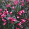Wine & Roses Weigela