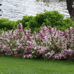 Czechmark Trilogy® Weigela -GREAT GARDEN PLANTS WeigelaCzechmarkTrilogyP1060922 800x800 2a9d56d