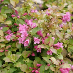 Midnight Sun™ Weigela -GREAT GARDEN PLANTS WeigelaMidnightSunP1184011 800x800 af8f5c9