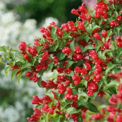 Sonic Bloom® Red Weigela -GREAT GARDEN PLANTS WeigelaSonicBloomRedDSC01971 800x800 7cb4b78
