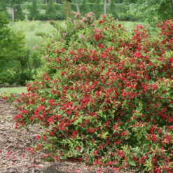 Sonic Bloom® Red Weigela -GREAT GARDEN PLANTS WeigelaSonicBloomRedIMG 9370 800x800 5a01884