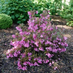 Sonic Bloom Wine™ Weigela -GREAT GARDEN PLANTS WeigelaSonicBloomWineP1194940 1080x1080 4e2be0d