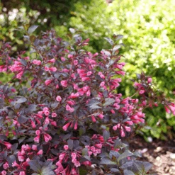 Very Fine Wine™ Weigela -GREAT GARDEN PLANTS WeigelaVeryFineWineP1162632 800x800 7a32969