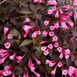 Very Fine Wine™ Weigela -GREAT GARDEN PLANTS WeigelaVeryFineWineP1173290 800x800 2d50814