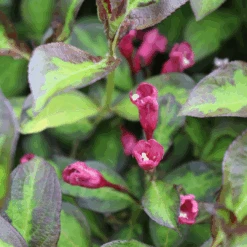 Vinho Verde® Weigela -GREAT GARDEN PLANTS WeigelaVinhoVerdeIMG 1627 1080x1080 2d488f3
