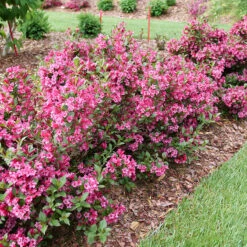 Sonic Bloom Punch™ Weigela -GREAT GARDEN PLANTS Weigela Sonic Bloom Punch P1214256
