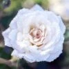 White Drift® Rose