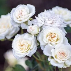 White Drift® Rose -GREAT GARDEN PLANTS WhiteDrift Rose 3