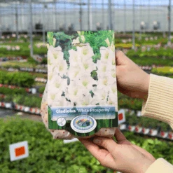 'White Prosperity' Gladiolus 6 'White Prosperity' Gladiolus -GREAT GARDEN PLANTS WhiteProsperity Gladiolus