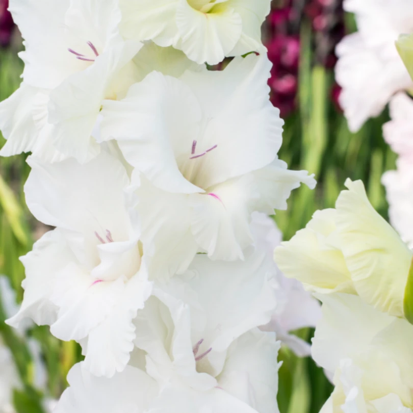 'White Prosperity' Gladiolus 1 'White Prosperity' Gladiolus