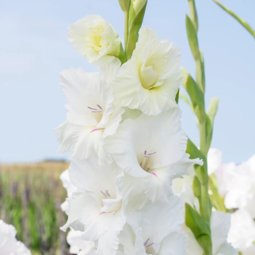 'White Prosperity' Gladiolus 2 'White Prosperity' Gladiolus - Image 2