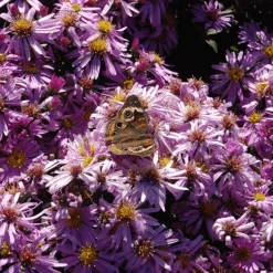 'Wood's Pink' Aster -GREAT GARDEN PLANTS Woods pink aster