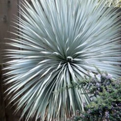 'Sapphire Skies' Yucca -GREAT GARDEN PLANTS Yucca Sapphire Skies 3