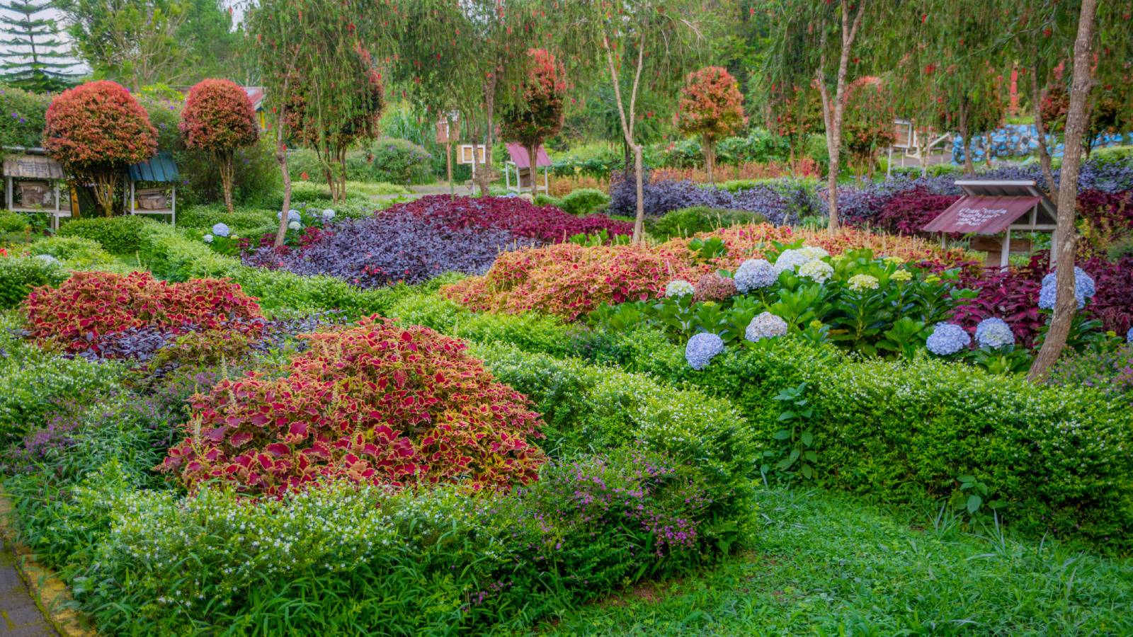 GREAT GARDEN PLANTS -GREAT GARDEN PLANTS ZVdfpAZ52ZbnHtLc6K7CRB