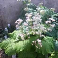 'Fusion Of Fire' Oredenia -GREAT GARDEN PLANTS a0858c505a9904c914ec19cce55fd700