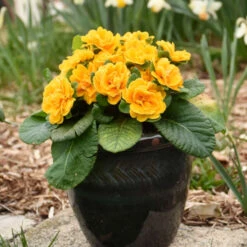Bouquet Perfect™ 'Mandarin' Primrose -GREAT GARDEN PLANTS a20290eaa51c635a80390eab2148cd2e