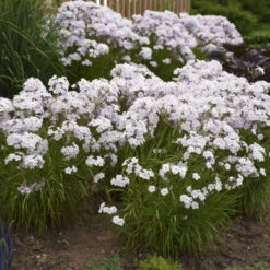 'Opening Act Pink-A-Dot' Hybrid Phlox -GREAT GARDEN PLANTS a90d2caaa7944a98a89169dc45a5e969