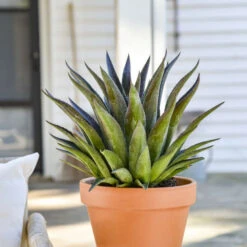 ART & SOL™ 'Thunderbird' Mangave 9 ART & SOL™ 'Thunderbird' Mangave -GREAT GARDEN PLANTS aa4fcf4cc1534515b7042d3f7c841a06