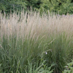 'Karl Foerster' Feather Reed Grass -GREAT GARDEN PLANTS ab49f9ad0a0821b841814629f0f7bb0a