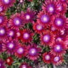 Kaleidoscope™ 'Razzle Dazzle' Ice Plant