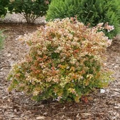 Funshine® Abelia -GREAT GARDEN PLANTS abelia funshine 1 P sw