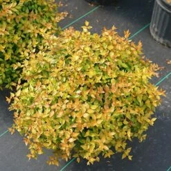 Funshine® Abelia -GREAT GARDEN PLANTS abelia funshine 3 P sw