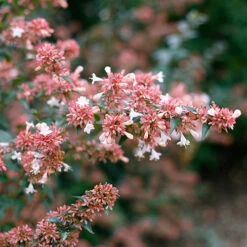 Ruby Anniversary® Abelia -GREAT GARDEN PLANTS abelia ruby anniversary 3 P