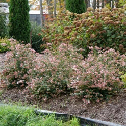 Ruby Anniversary® Abelia -GREAT GARDEN PLANTS abelia ruby anniversary 5 P
