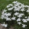 'Firefly Diamond' Yarrow