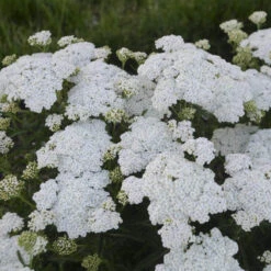 'Firefly Diamond' Yarrow -GREAT GARDEN PLANTS achillea firefly diamond yarrow 2 sw