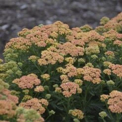 'Firefly Peach Sky' Yarrow 8 'Firefly Peach Sky' Yarrow -GREAT GARDEN PLANTS achillea firefly peach sky yarrow 3 sw