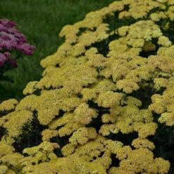 'Firefly Peach Sky' Yarrow 9 'Firefly Peach Sky' Yarrow -GREAT GARDEN PLANTS achillea firefly peach sky yarrow 4 sw