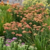 'Firefly Peach Sky' Yarrow